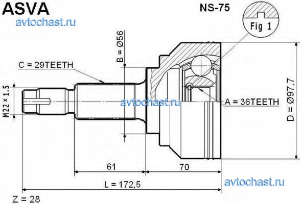 NS75 ASVA 